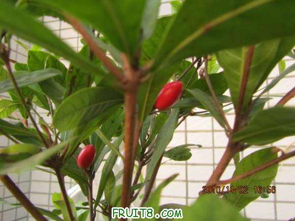 IMG_1168.JPG
