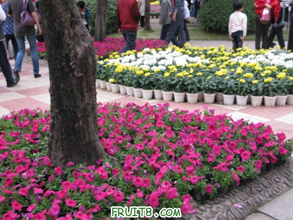 IMG_6319.JPG