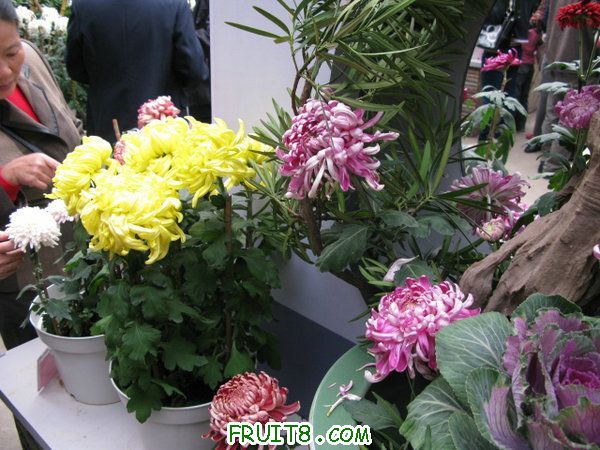 IMG_6093.JPG