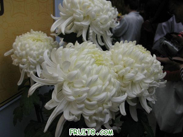 IMG_6057.JPG