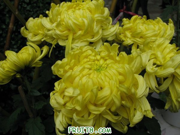 IMG_6078.JPG