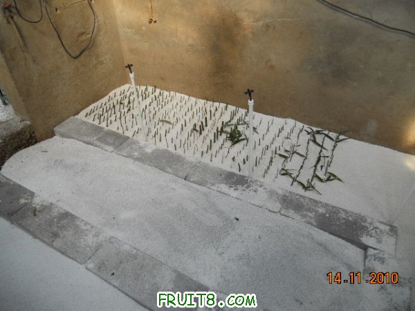 DSCN0785.jpg