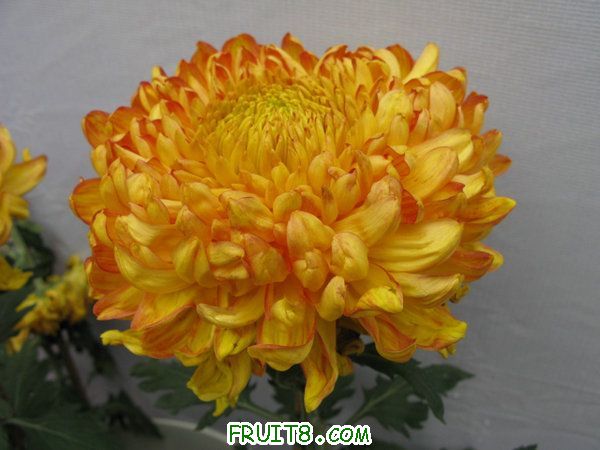 IMG_6127.JPG