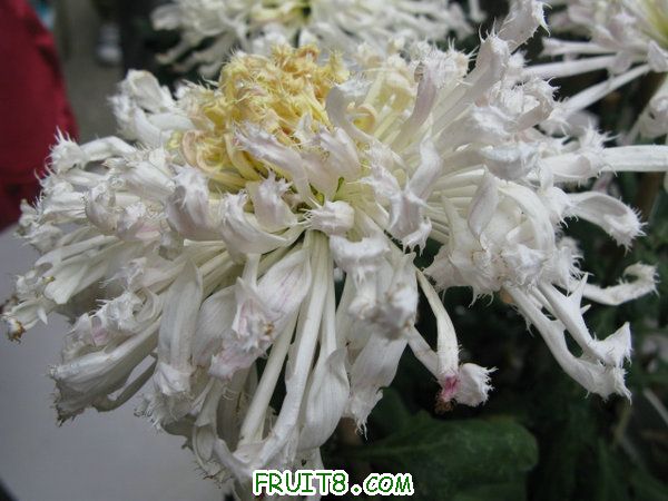 IMG_6155.JPG