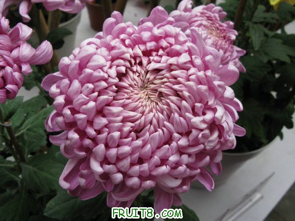 IMG_6158.JPG