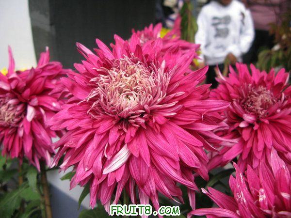 IMG_6161.JPG