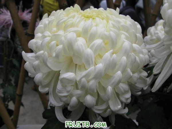 IMG_6168.JPG