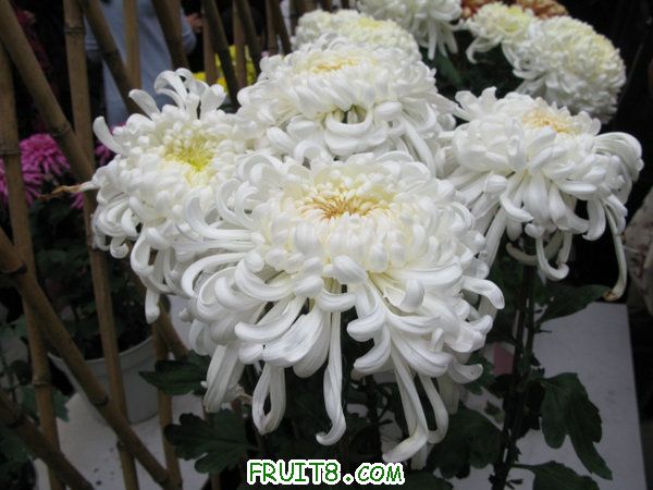 IMG_6171.JPG