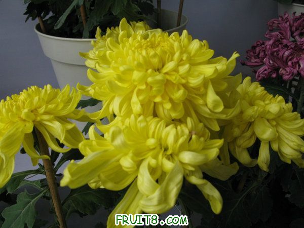 IMG_5888.JPG