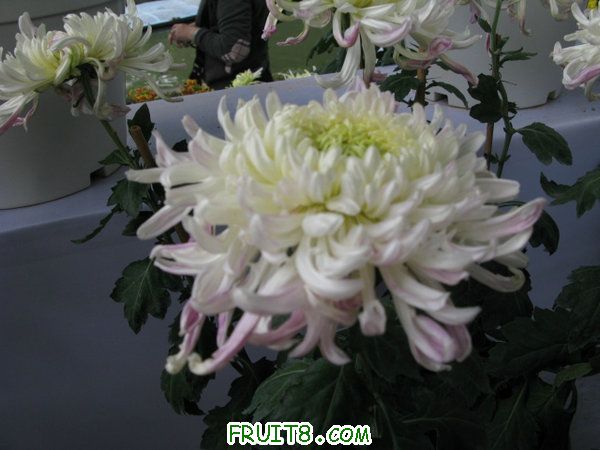 IMG_5890.JPG