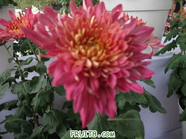 IMG_5893.JPG