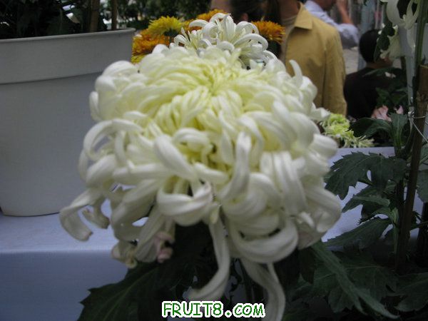 IMG_5903.JPG