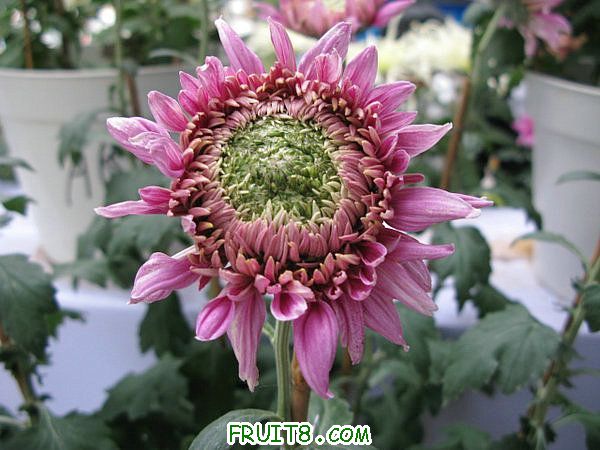 IMG_5914.JPG