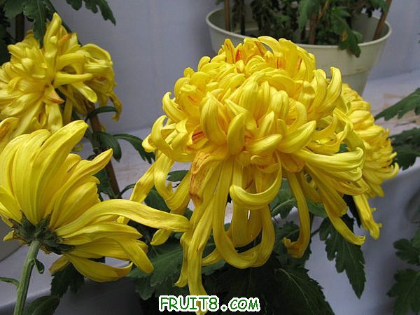 IMG_5911.JPG