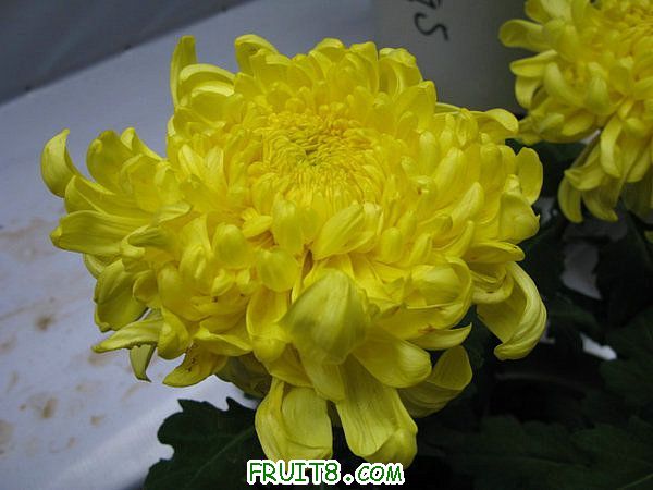 IMG_5944.JPG