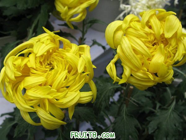 IMG_5949.JPG