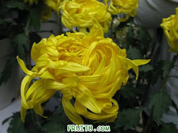 IMG_5948.JPG