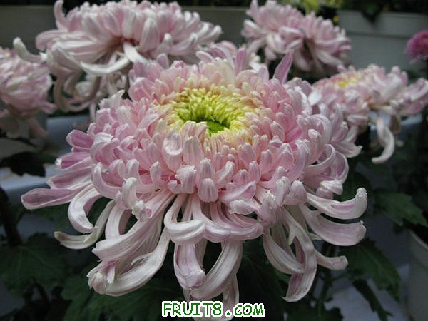 IMG_5954.JPG
