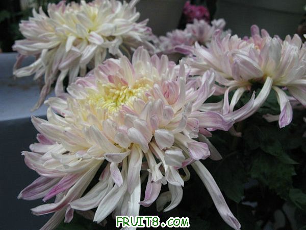 IMG_5956.JPG