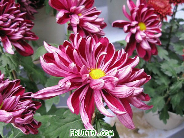 IMG_5957.JPG
