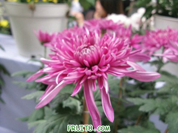 IMG_5963.JPG