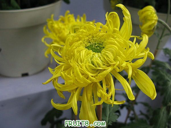 IMG_5967.JPG
