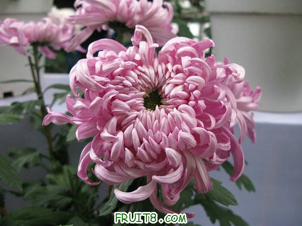 IMG_5964.JPG