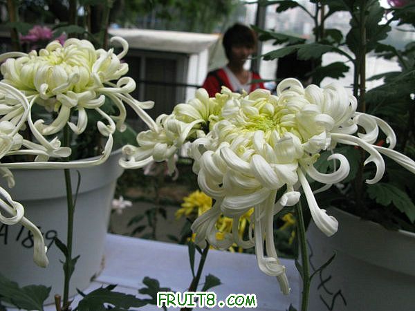 IMG_5975.JPG
