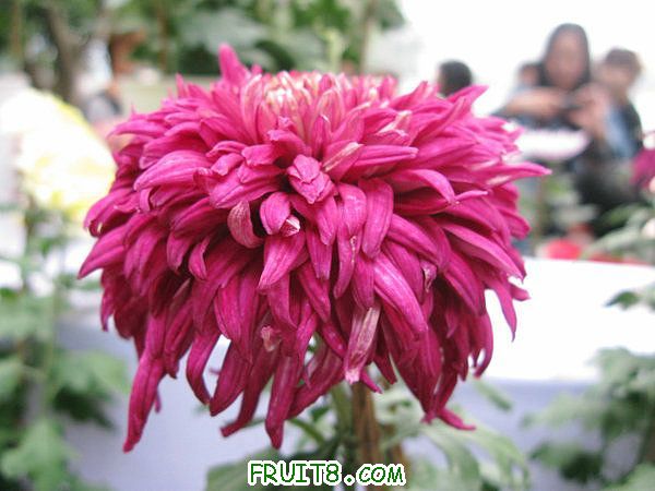 IMG_5980.JPG