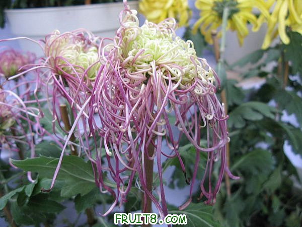 IMG_5996.JPG
