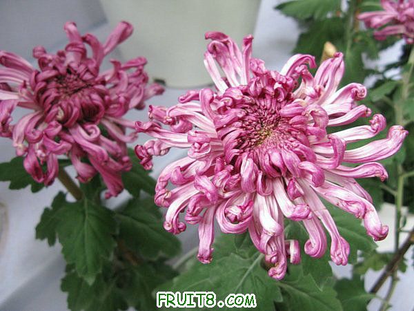 IMG_6001.JPG