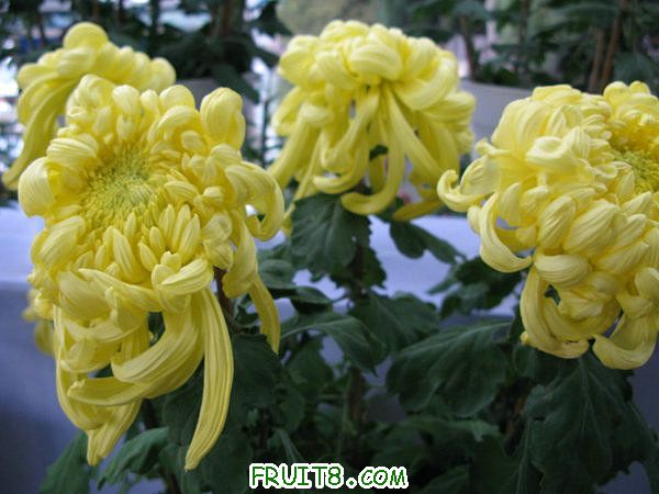 IMG_6005.JPG