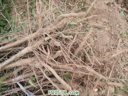 ���԰���� 003.jpg