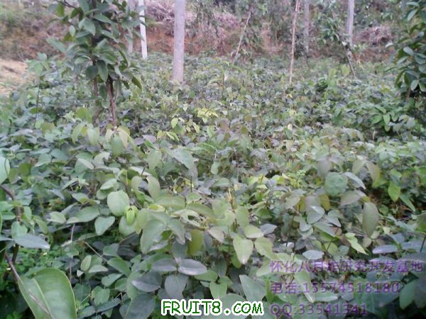 IMG2800A.jpg
