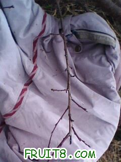IMG0284A.jpg