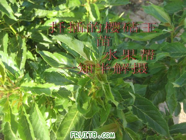 IMG_0100.jpg