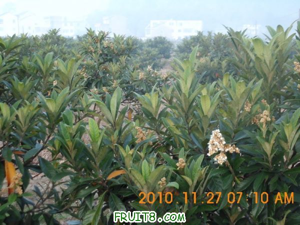 DSCI0009_СС.JPG