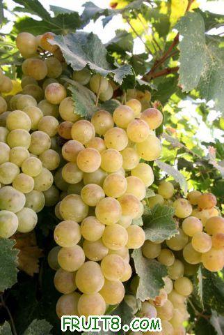 MTD_JRW_WINE_MUSCAT_GRAPES_2.standalone.prod_affiliate.8.jpg