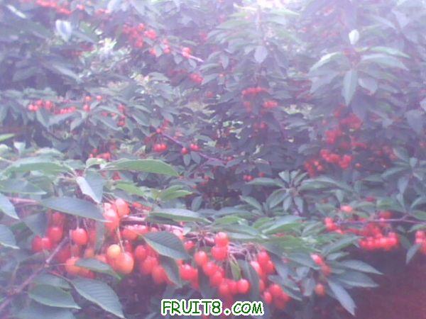 IMG0253A.jpg
