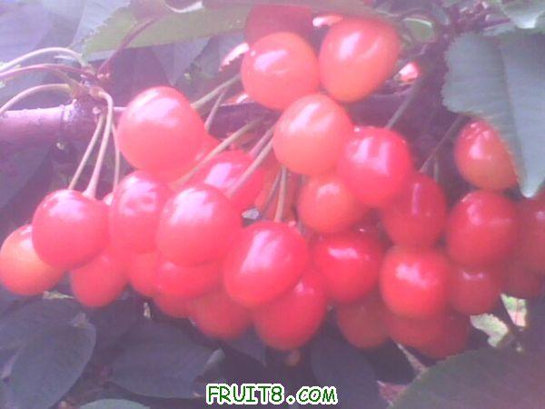 IMG0254A.jpg