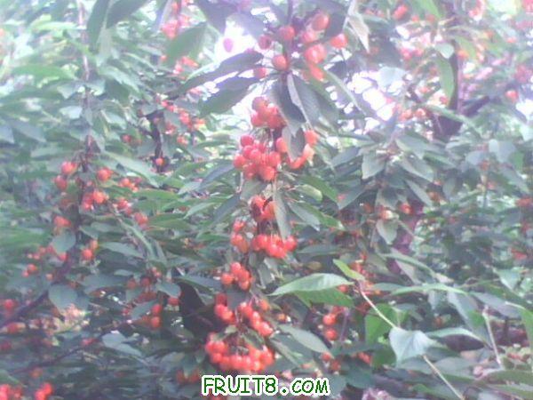 IMG0252A.jpg