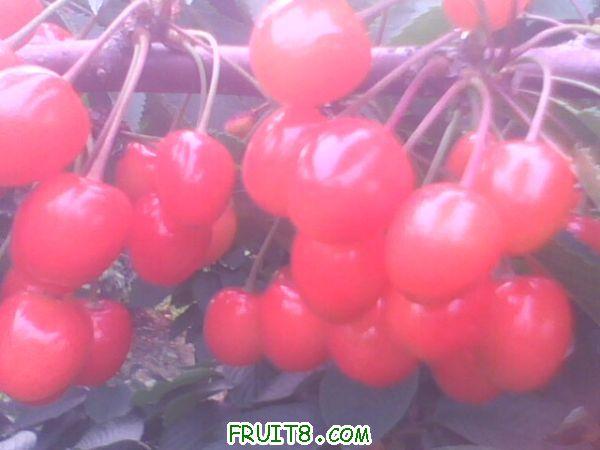 IMG0255A.jpg