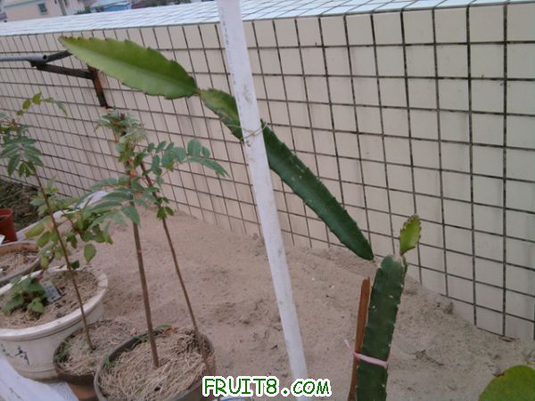 Ƭ0198.jpg