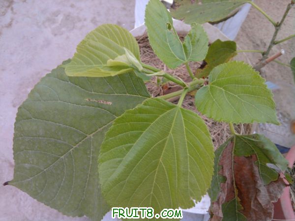 Ƭ0197.jpg