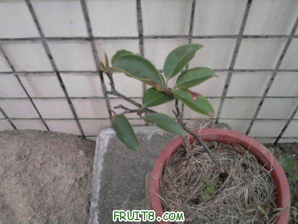Ƭ0212.jpg