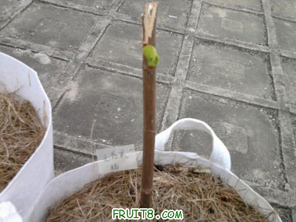 Ƭ0220.jpg
