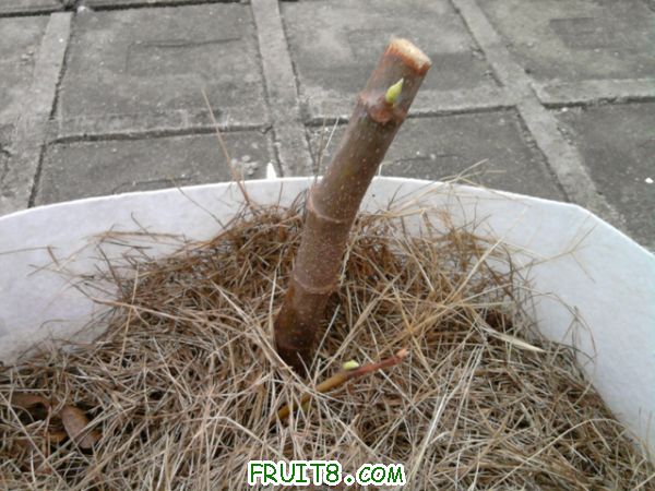 Ƭ0221.jpg