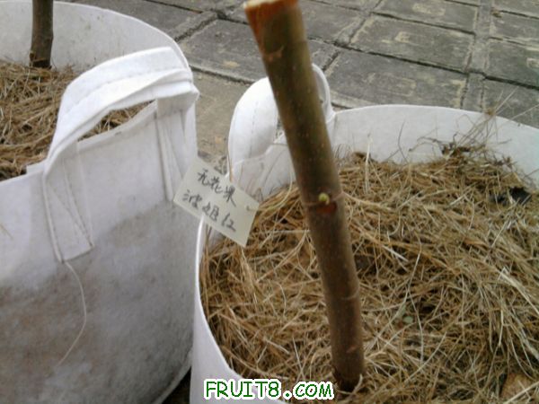 Ƭ0219.jpg