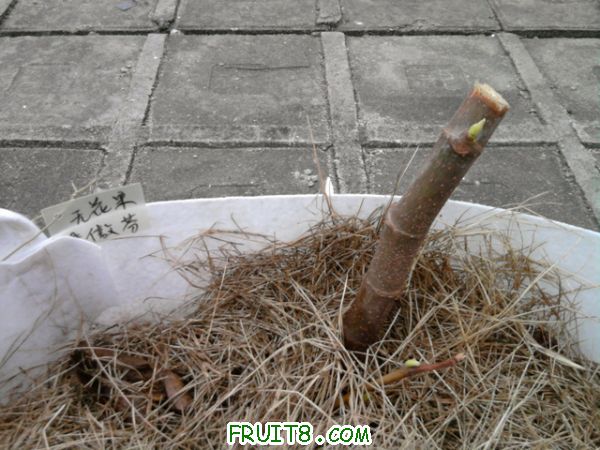 Ƭ0222.jpg