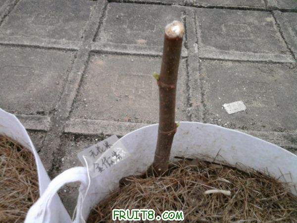 Ƭ0218.jpg